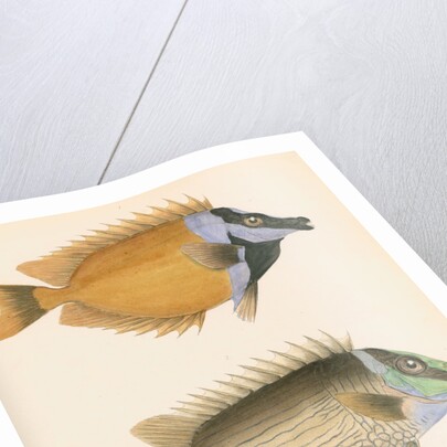 Studies of two fishes by Unknown