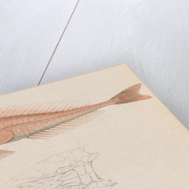 Peristedion laticeps by Unknown