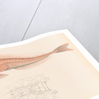 Peristedion laticeps by Unknown