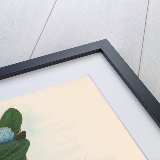 Pitta melanocephala by unknown