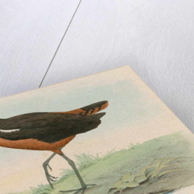 Tringa leucoptera by Unknown