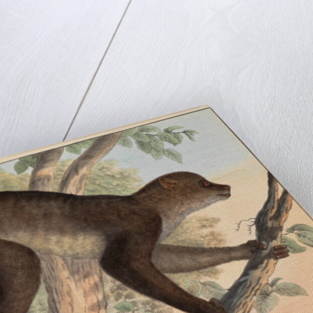 Stenops potto by Unknown