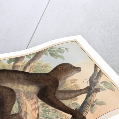 Stenops potto by Unknown
