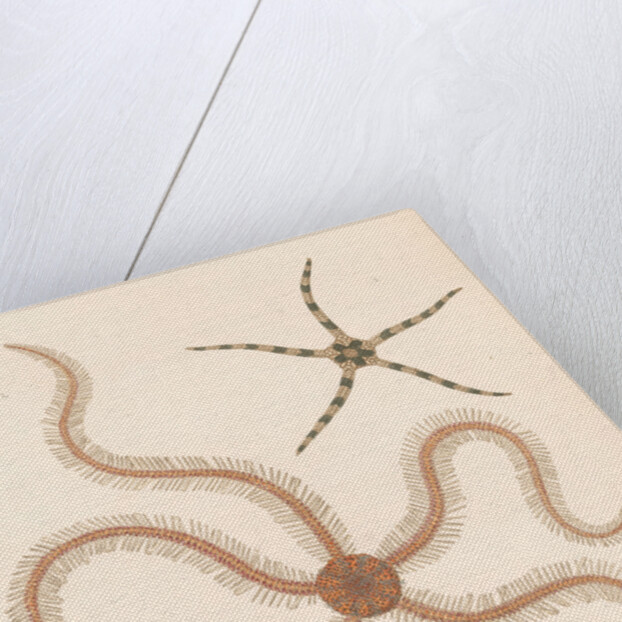 Brittle stars by Unknown