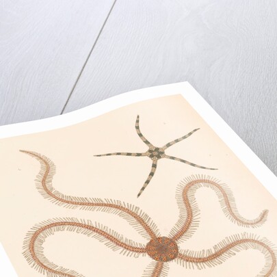 Brittle stars by Unknown