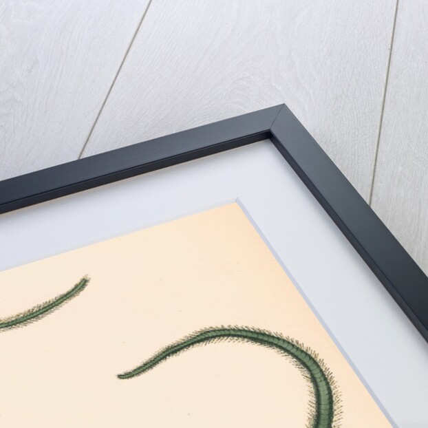 Ophiarachna incrassata by unknown