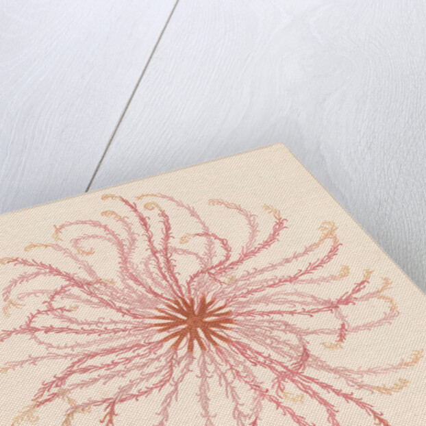 Comatula novae guineae by Unknown