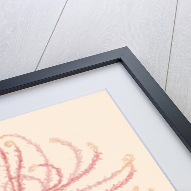 Comatula novae guineae by Unknown