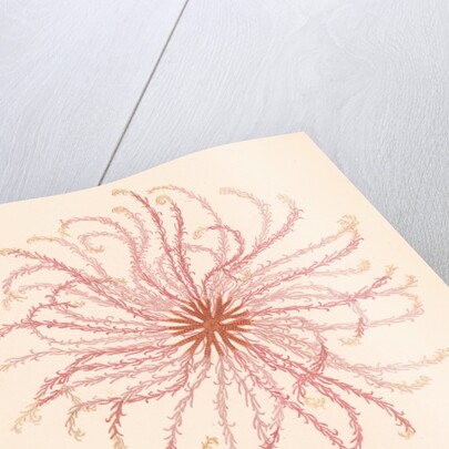 Comatula novae guineae by unknown