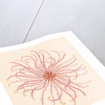 Comatula novae guineae by Unknown