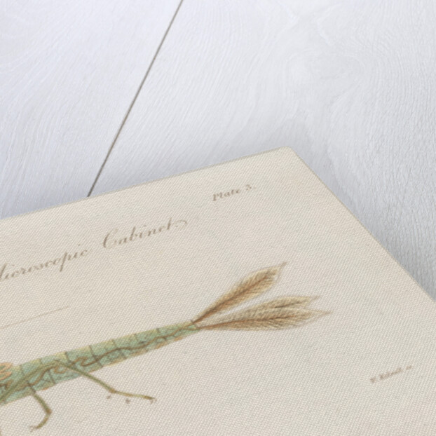 Damselfly larva by William Kelsall
