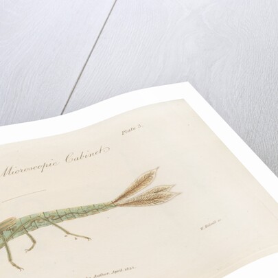Damselfly larva by William Kelsall