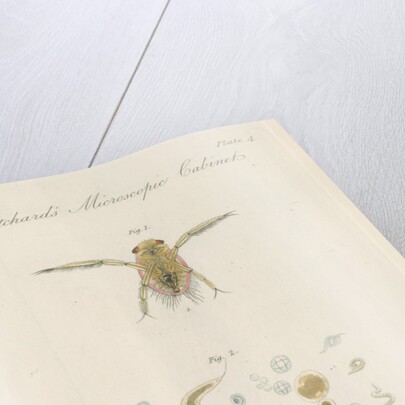 Pygmy backswimmer and â€˜Eel animalculeâ€™ by William Kelsall