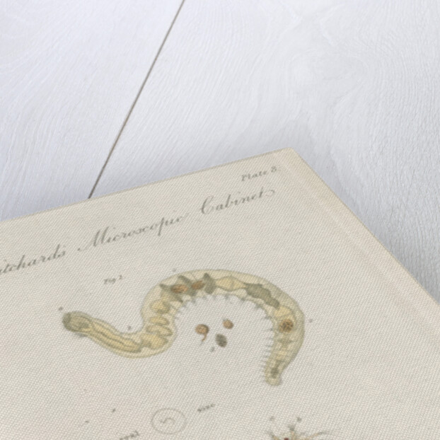 Freshwater insects by William Kelsall