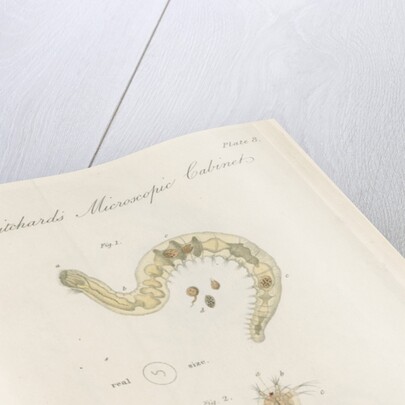 Freshwater insects by William Kelsall