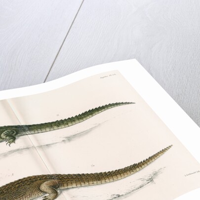 Madagascan crocodiles by Louis Léchaudel