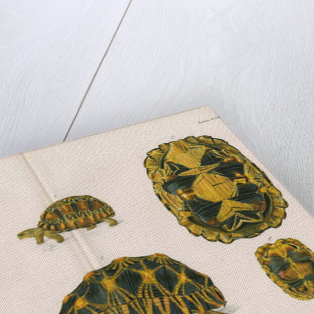 Radiated tortoise by Louis Léchaudel