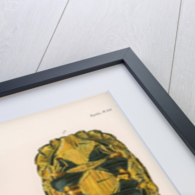 Radiated tortoise by Louis Léchaudel