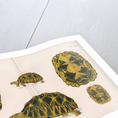 Radiated tortoise by Louis Léchaudel
