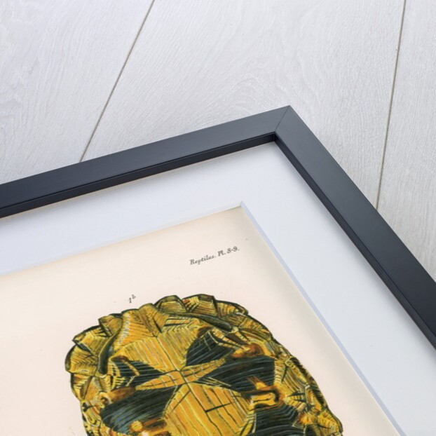 Radiated tortoise by Louis LÃ©chaudel