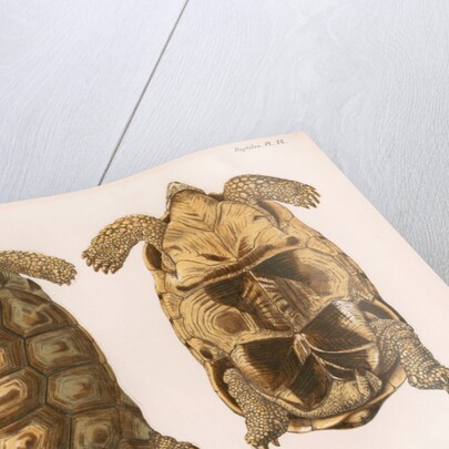Angonoka tortoise by Louis LÃ©chaudel