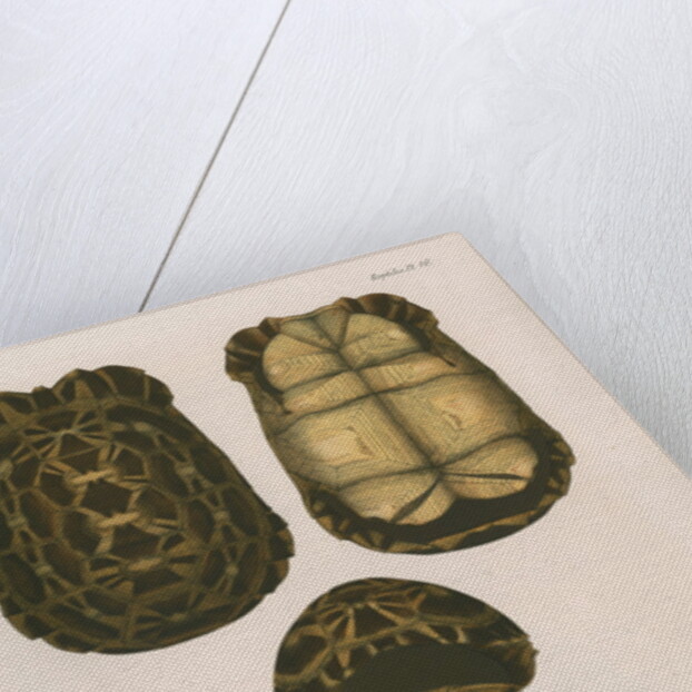 Spider tortoise by Étienne Alexandre Arnould Locard