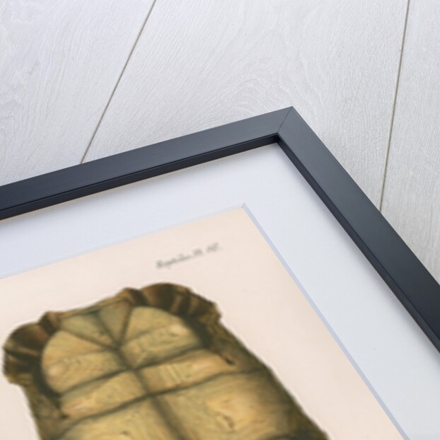 Spider tortoise by Étienne Alexandre Arnould Locard