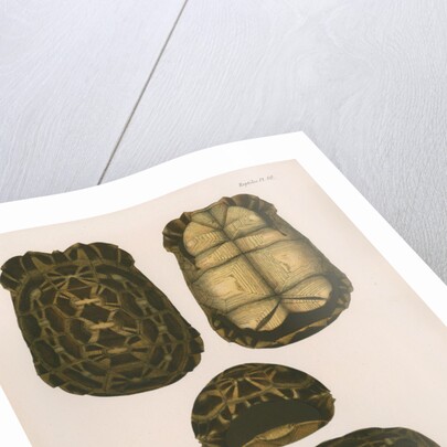 Spider tortoise by Étienne Alexandre Arnould Locard