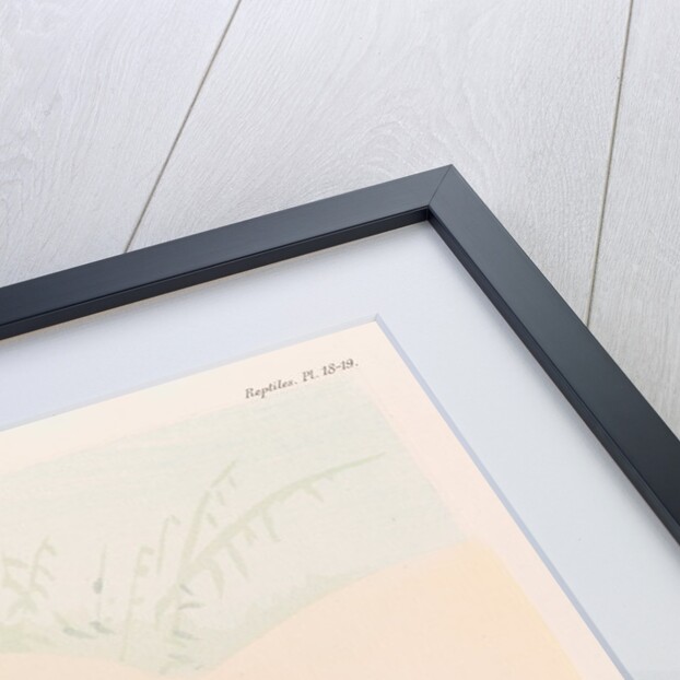 African mud turtles by Louis LÃ©chaudel