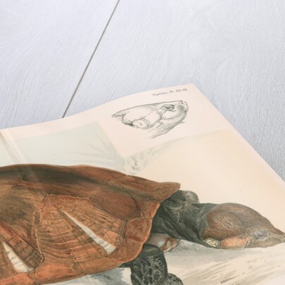 Madagascan big-headed turtle by Louis LÃ©chaudel