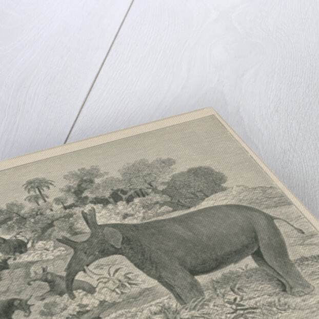 ‘Loxolophodon cornutus’ by Edwin Sheppard