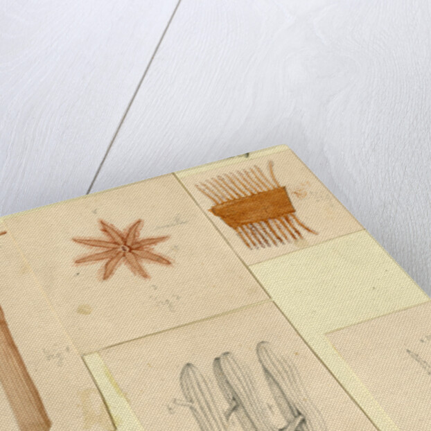 ‘Clavularia viridis’ by Sydney John Hickson