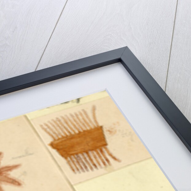 ‘Clavularia viridis’ by Sydney John Hickson