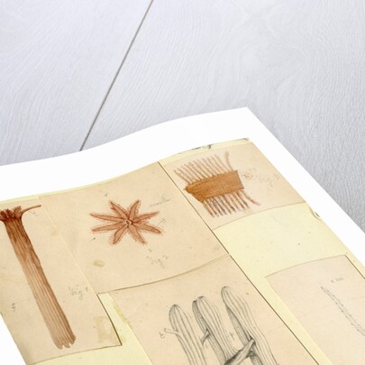 ‘Clavularia viridis’ by Sydney John Hickson