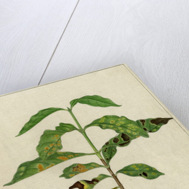 ‘Disease spots’ by Harry Marshall Ward