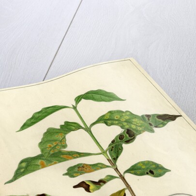 Disease spots by Harry Marshall Ward