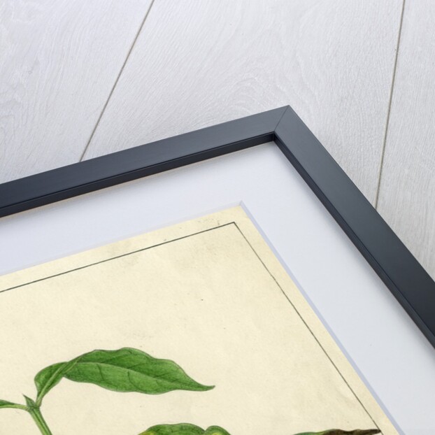 Disease spots by Harry Marshall Ward