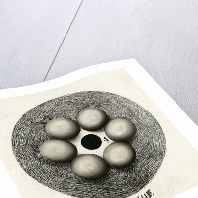 Spark discharge figure by Unknown