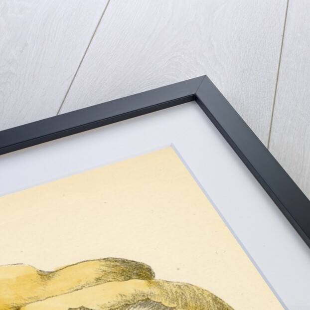 St. George's mushroom by Unknown