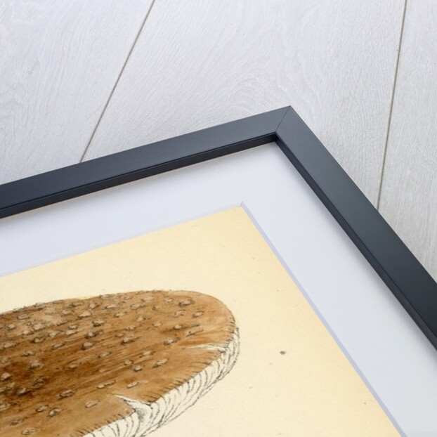 Blusher mushroom by Unknown