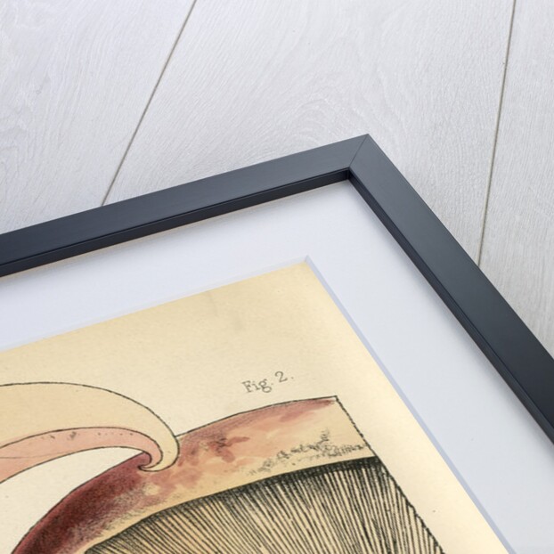 Milk cap mushroom by Worthington George Smith