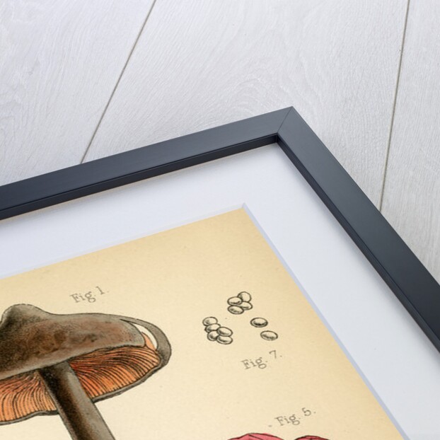Sepia pinkgill and Pink waxcap mushrooms by Worthington George Smith
