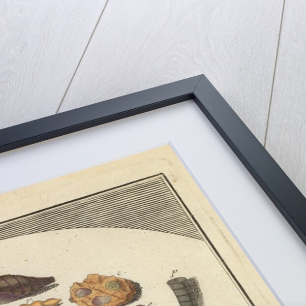 Shells in sand by Martin Frobene Ledermuller