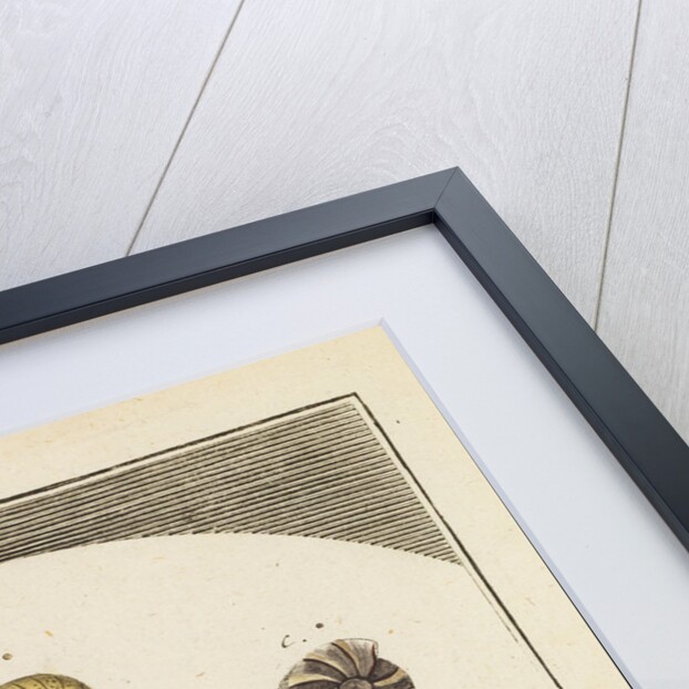 Shells and foraminfera by Martin Frobene Ledermuller