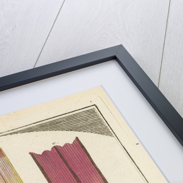 Butterfly wing scales by Martin Frobene Ledermuller