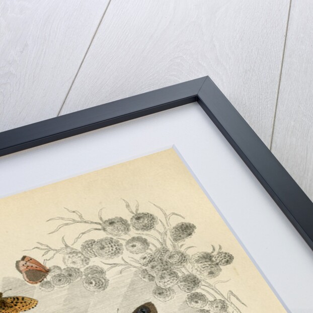 Butterflies in general by Benham and Reeve