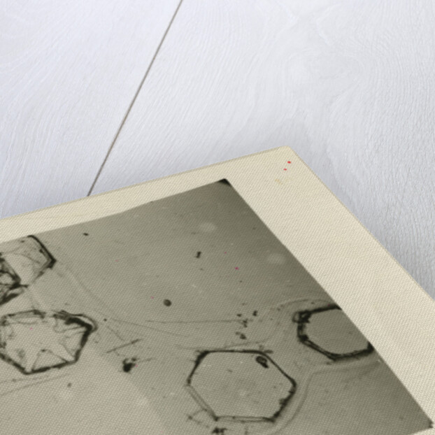 Snow crystals by Unknown