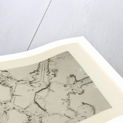 Snow crystal by Unknown