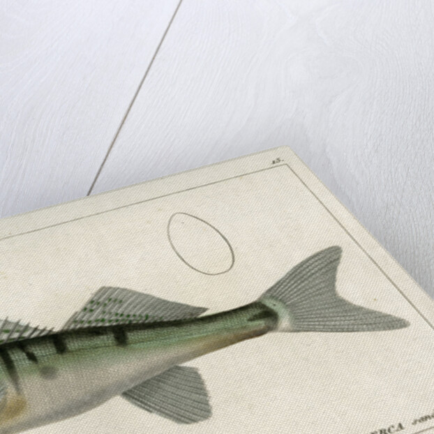 Zander by Francois Plée