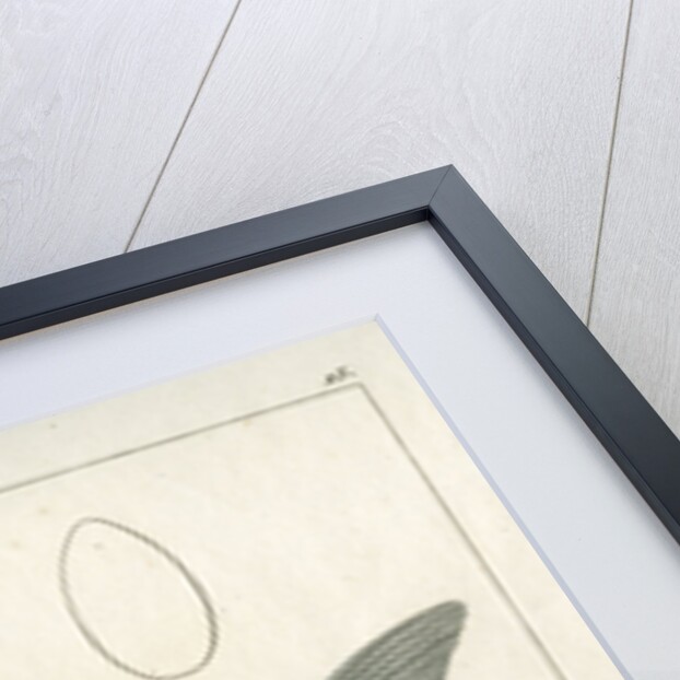 Zander by Francois Plée